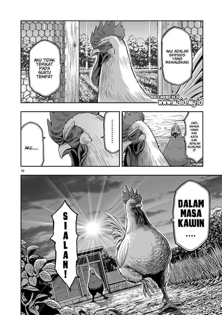 Rooster Fighter