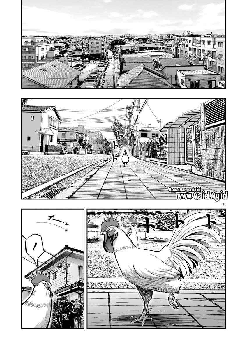 Rooster Fighter