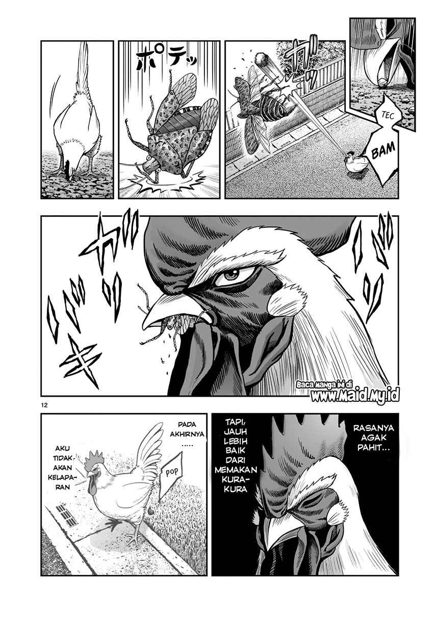 Rooster Fighter