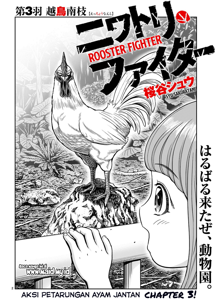 Rooster Fighter