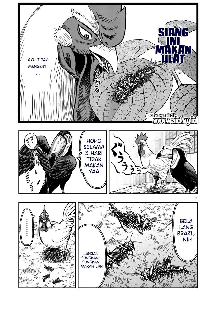 Rooster Fighter