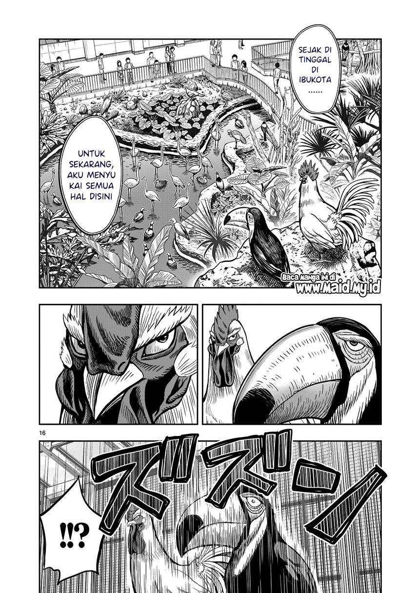 Rooster Fighter