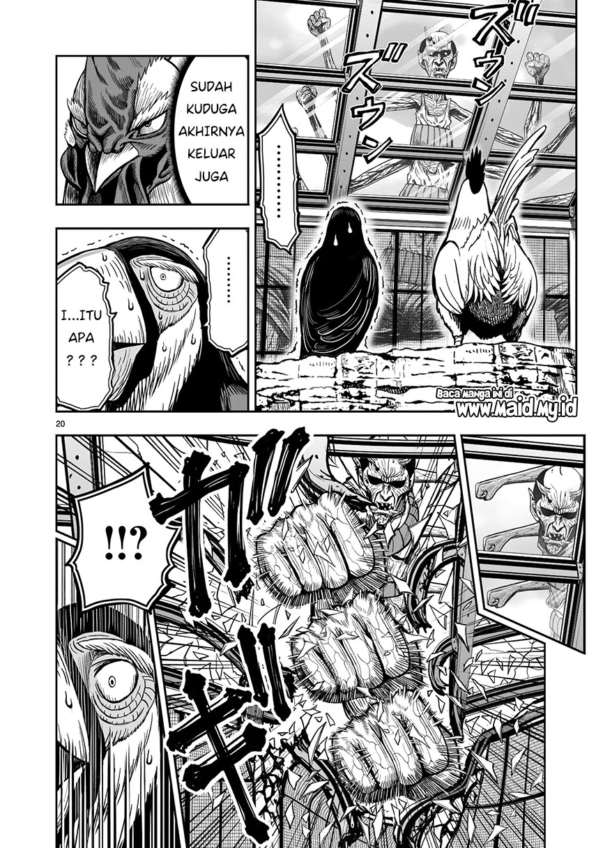Rooster Fighter