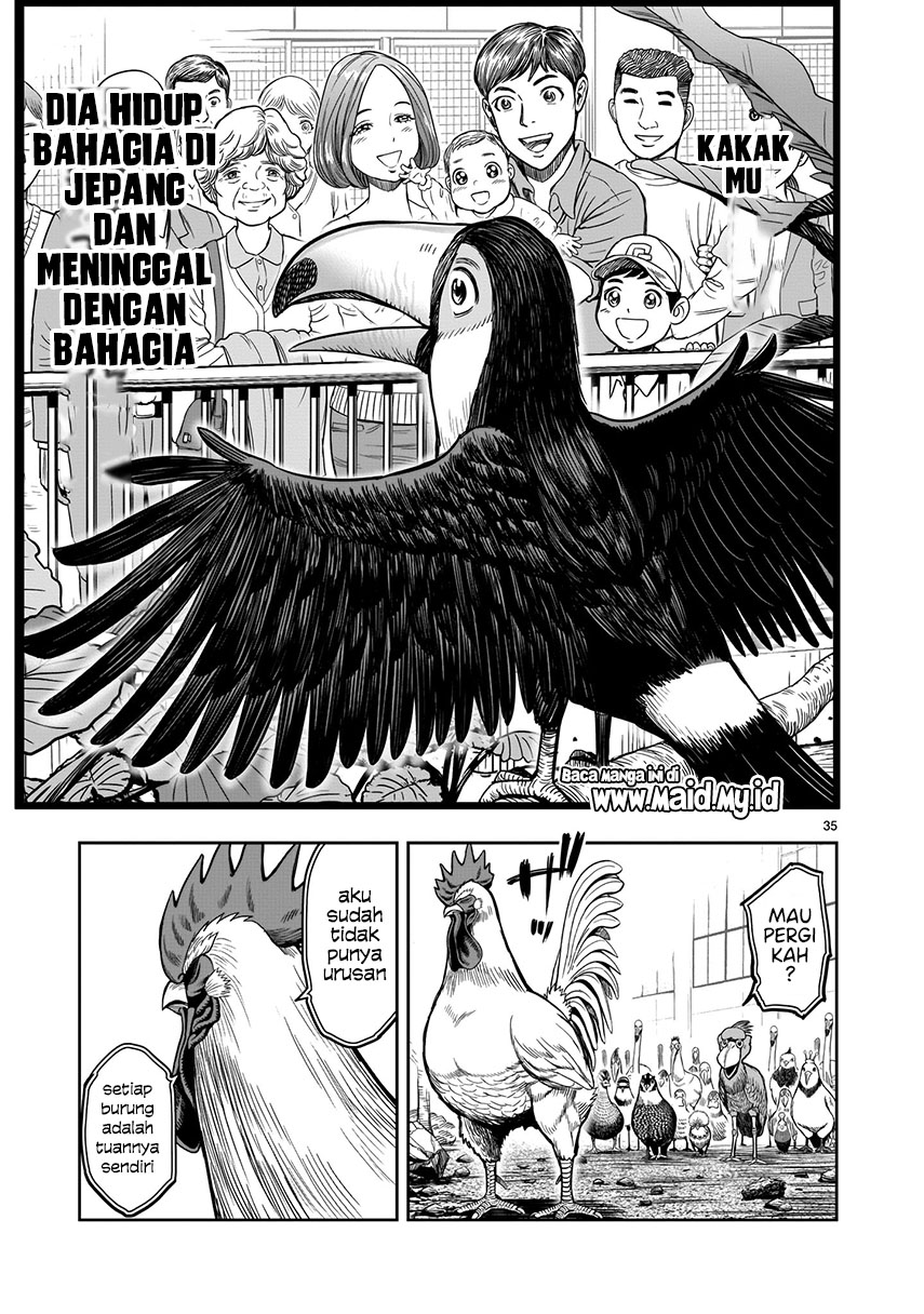 Rooster Fighter