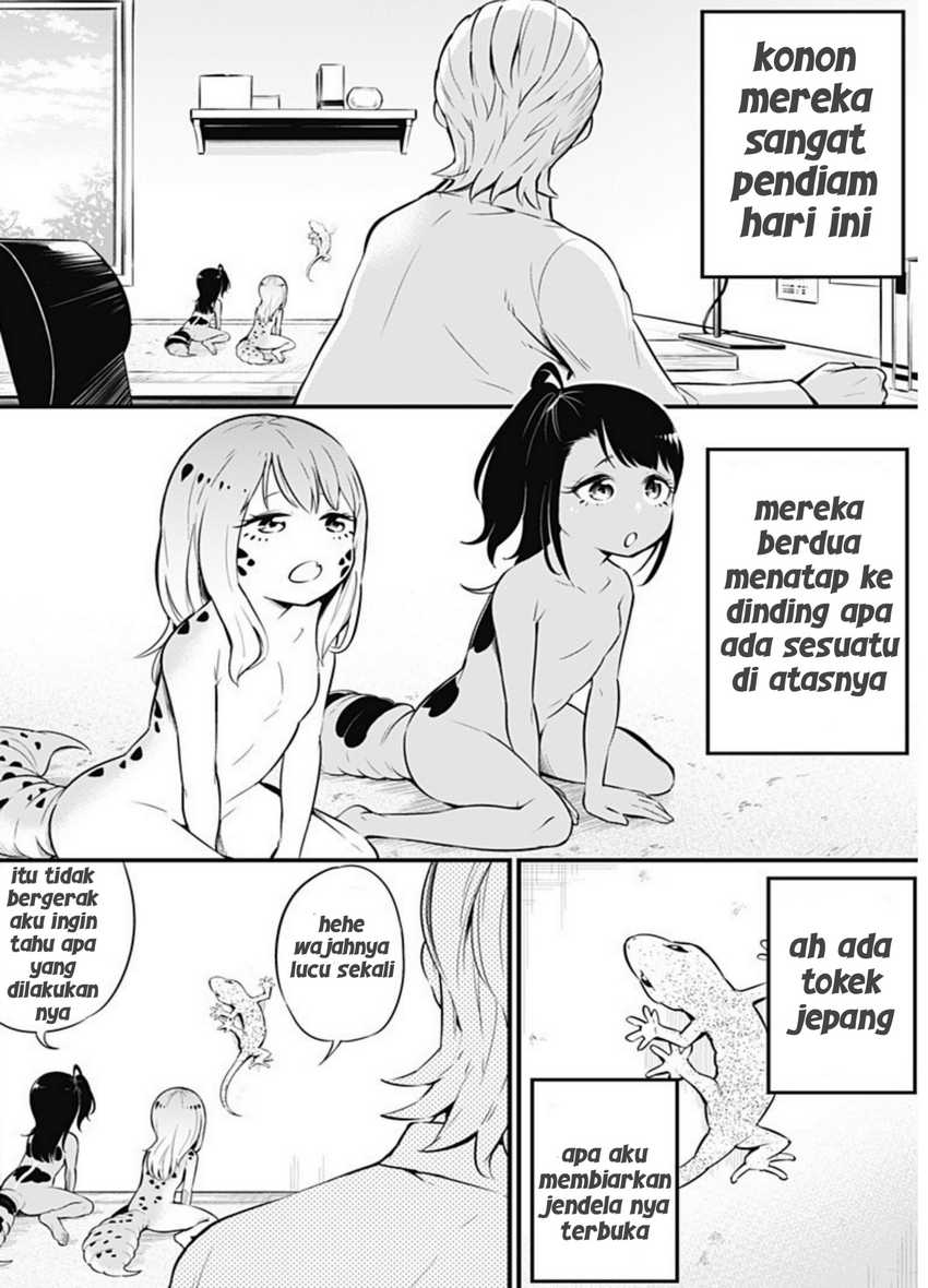 Hachuurui-chan wa Natsukanai