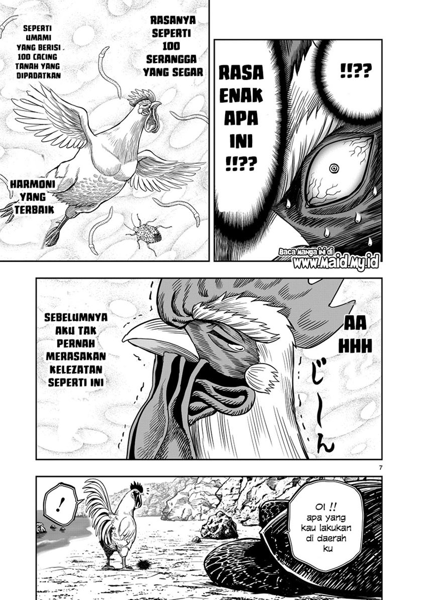 Rooster Fighter