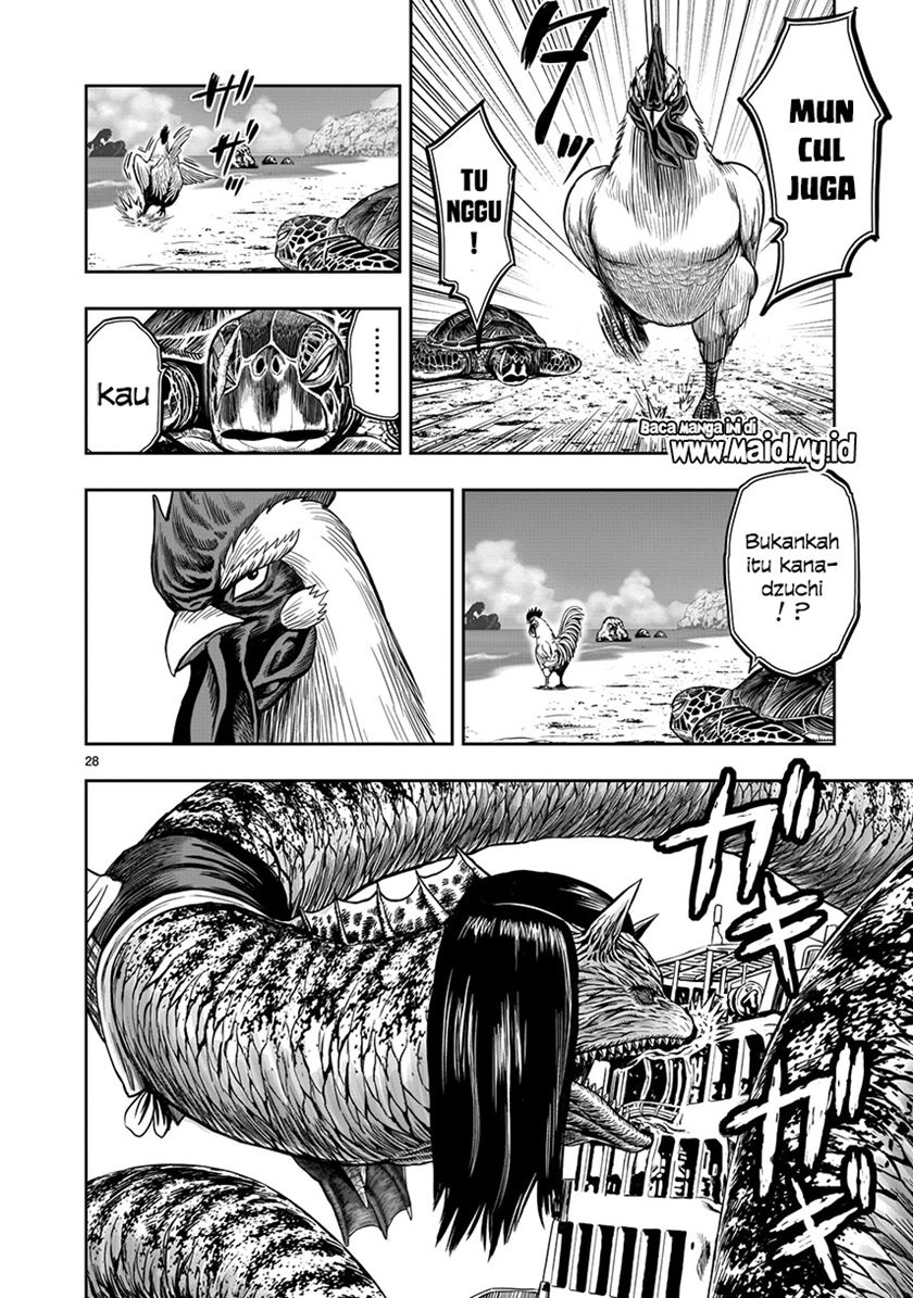 Rooster Fighter
