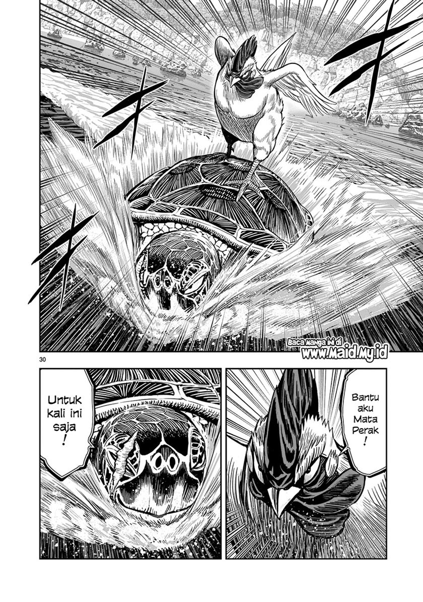 Rooster Fighter
