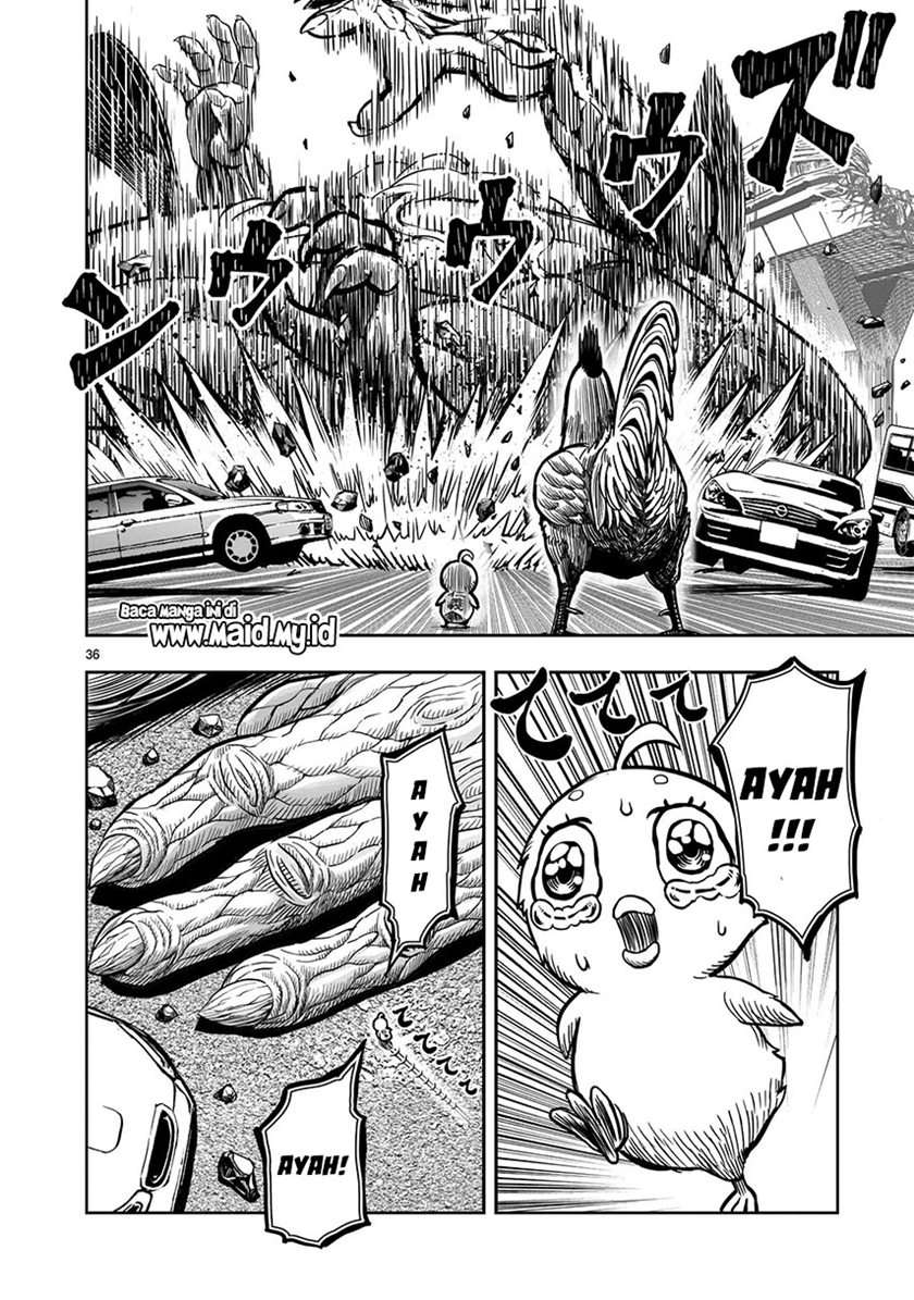 Rooster Fighter