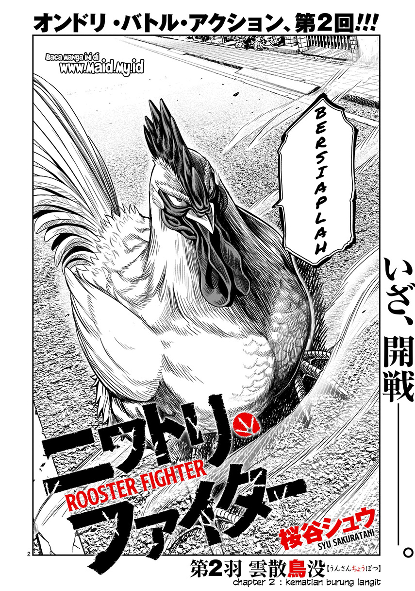 Rooster Fighter