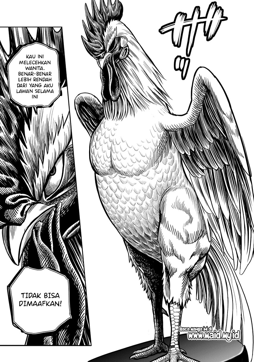 Rooster Fighter