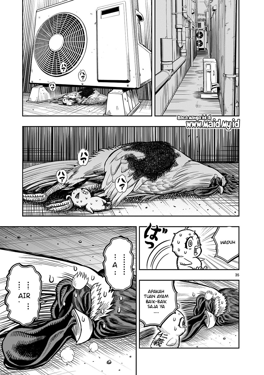 Rooster Fighter