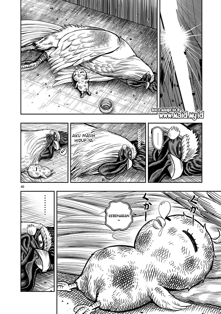 Rooster Fighter