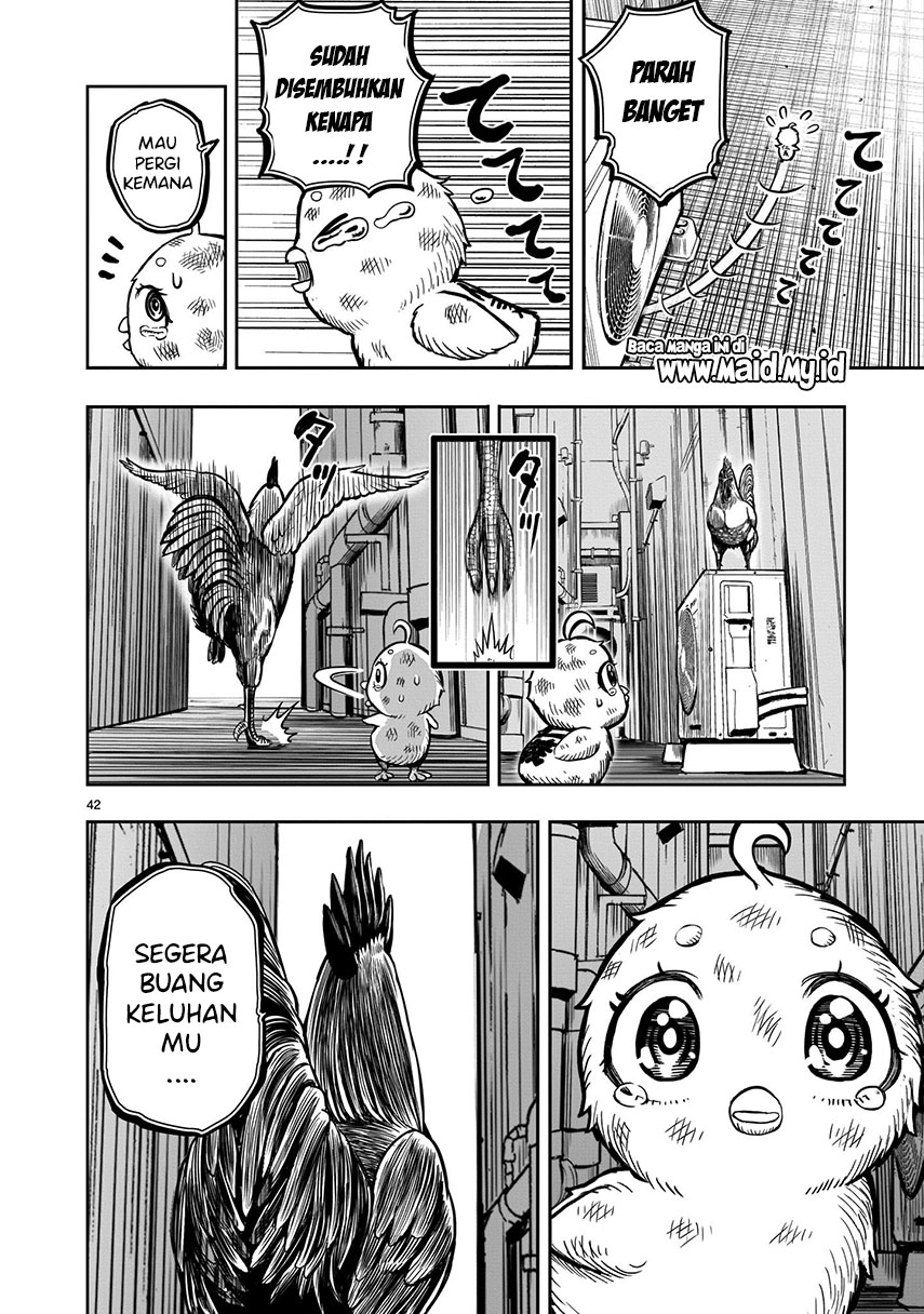 Rooster Fighter