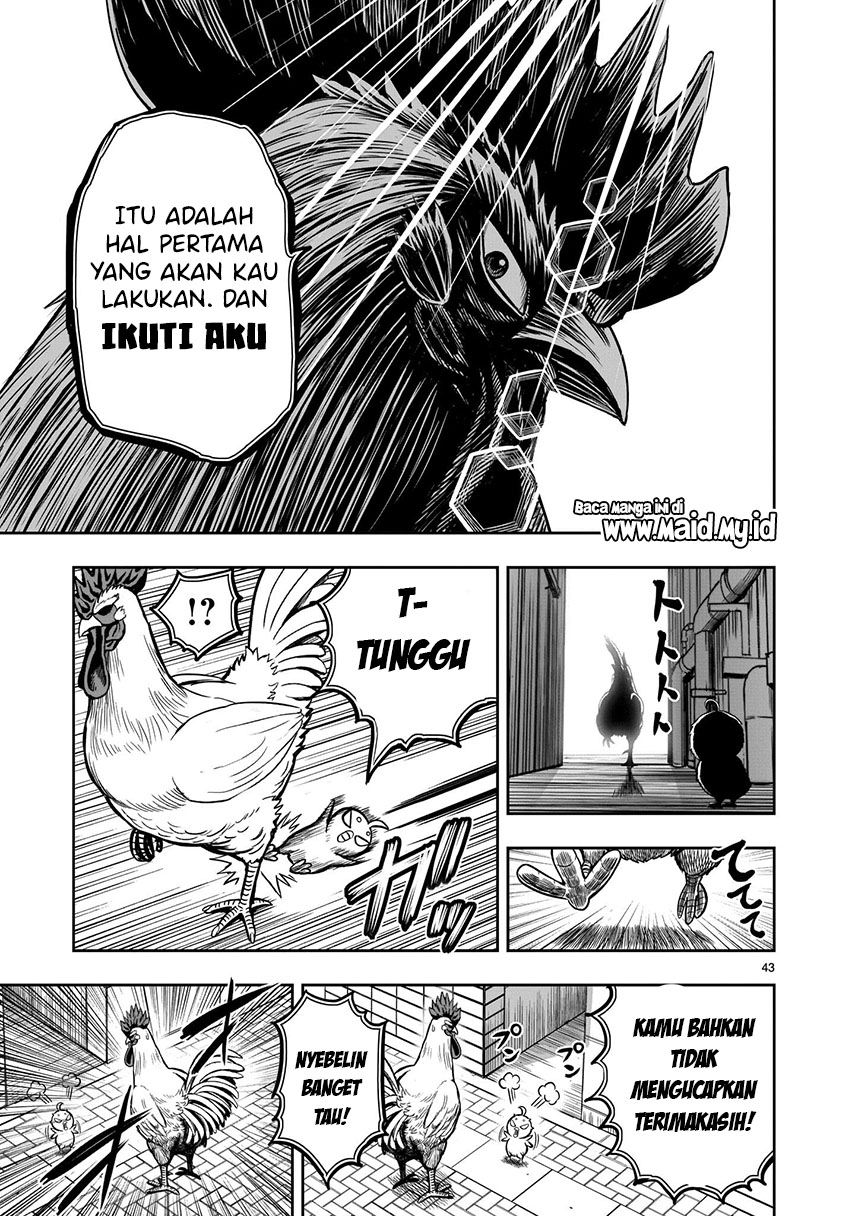 Rooster Fighter